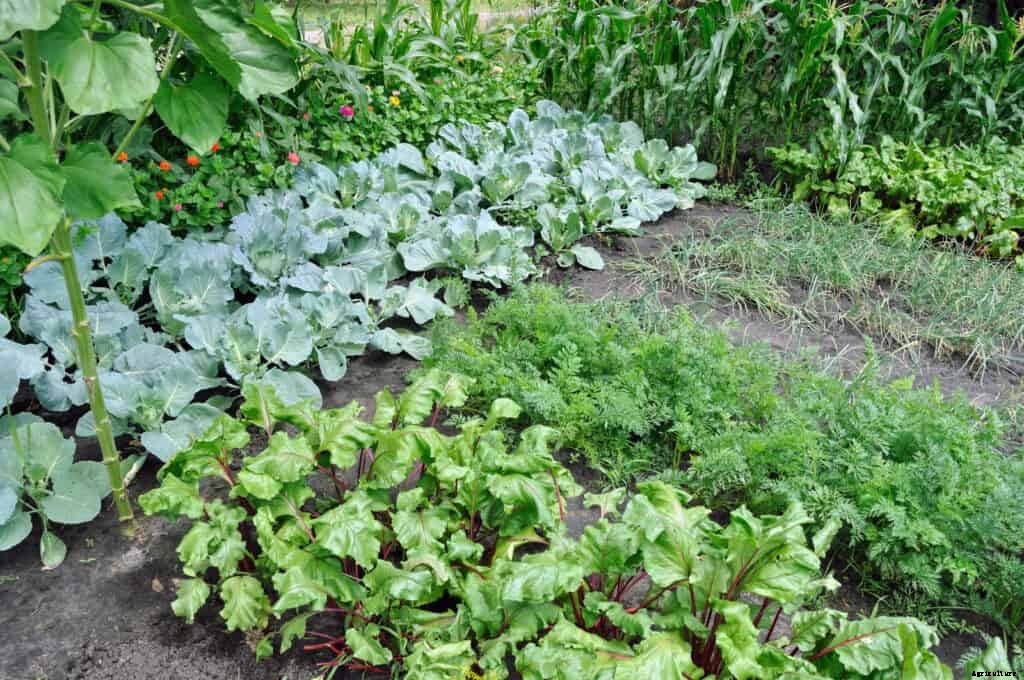Cool-Season Vegetable Varieties Listed