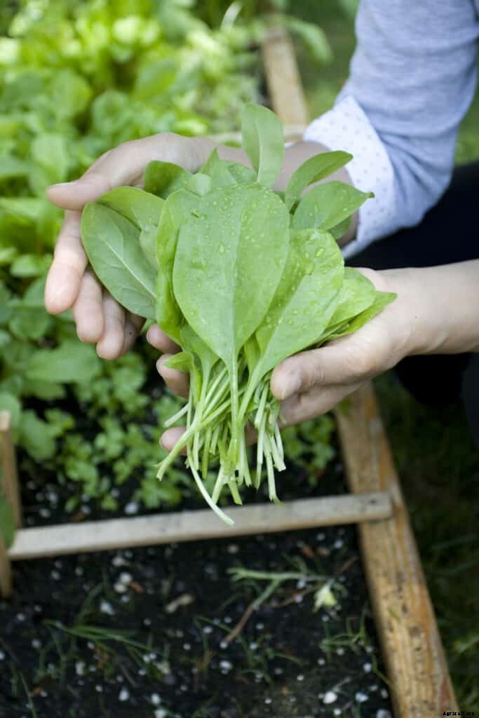 How to Harvest and Store Spinach