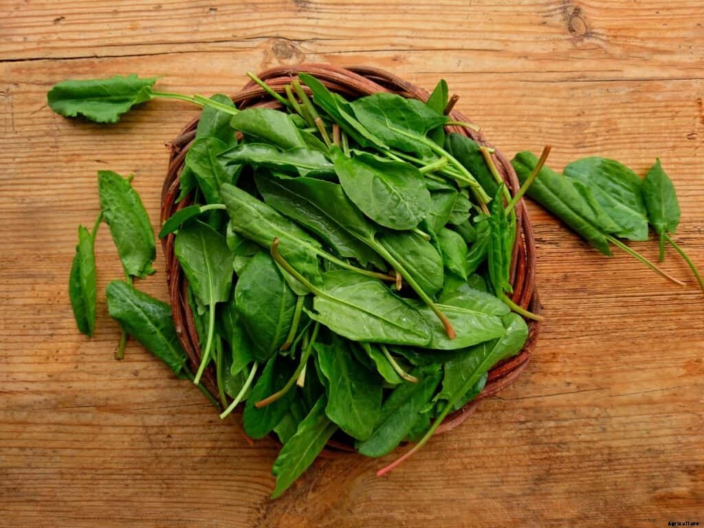 How to Harvest and Store Spinach