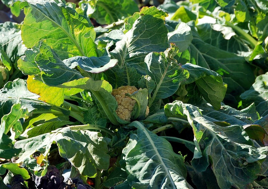 How to Harvest and Store Cauliflower