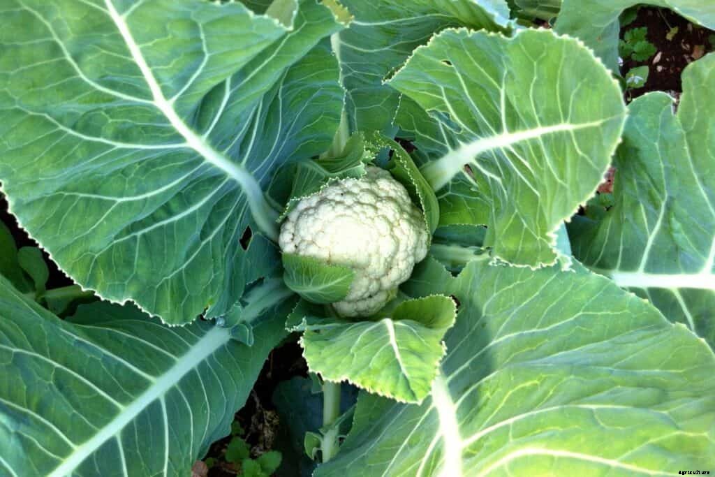 How to Harvest and Store Cauliflower