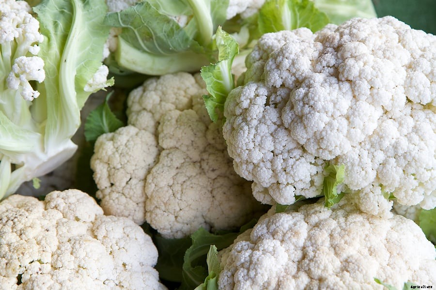 How to Harvest and Store Cauliflower