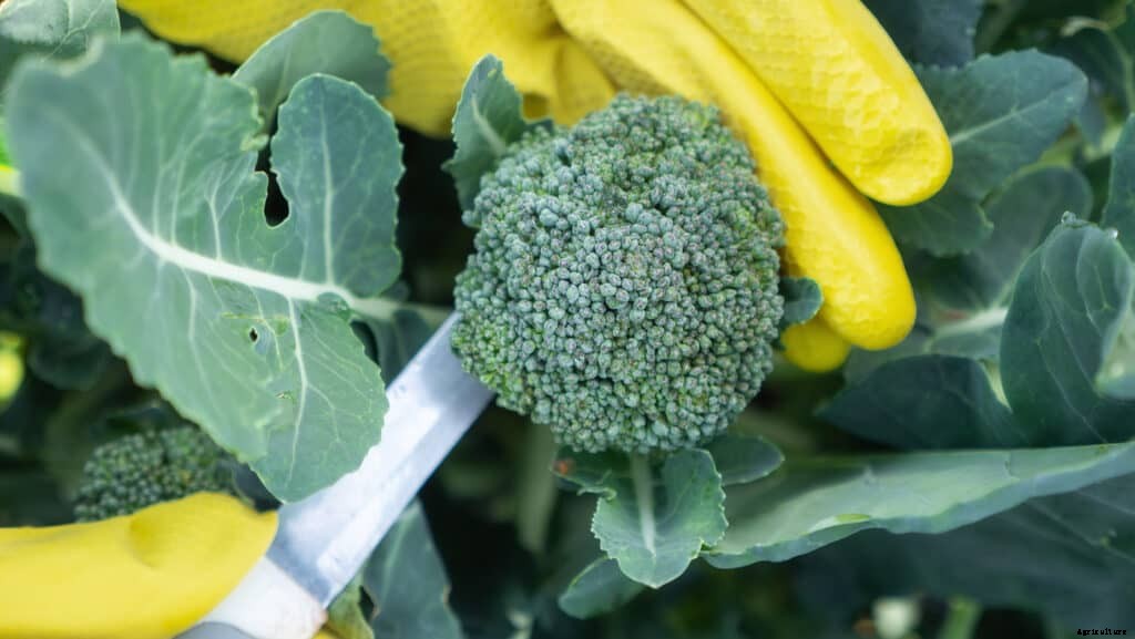 How to Harvest and Store Broccoli
