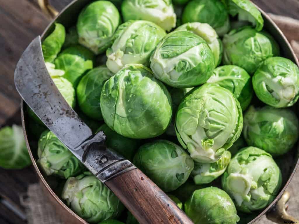 How to Harvest and Store Brussels Sprouts