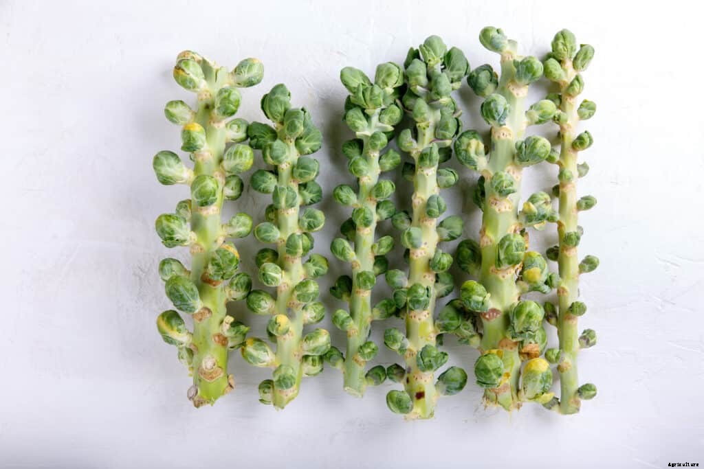 How to Harvest and Store Brussels Sprouts