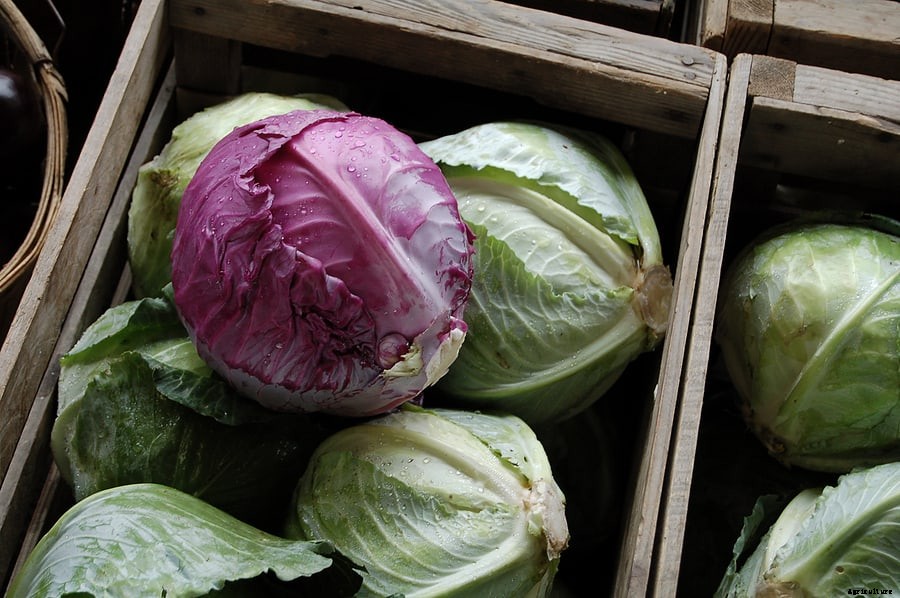 How to Harvest and Store Cabbage