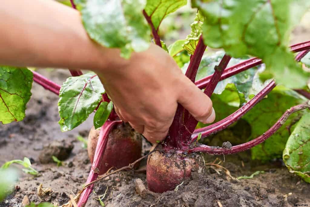 How to Harvest and Store Beets