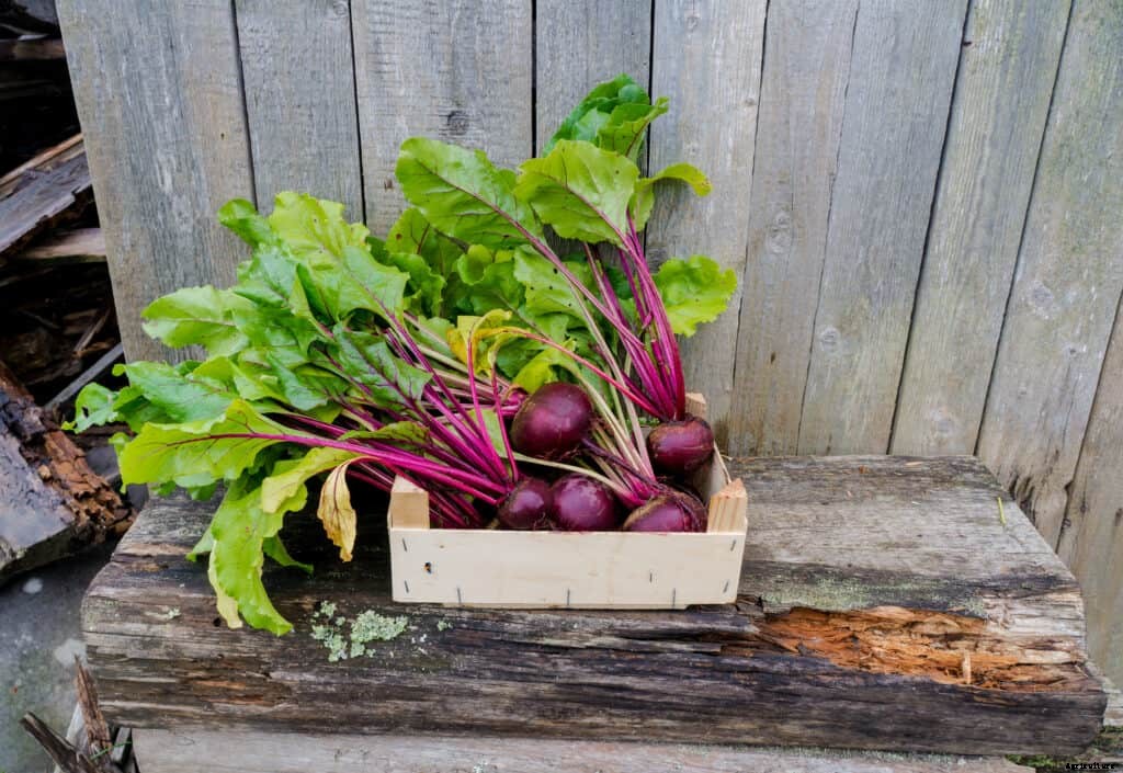 How to Harvest and Store Beets
