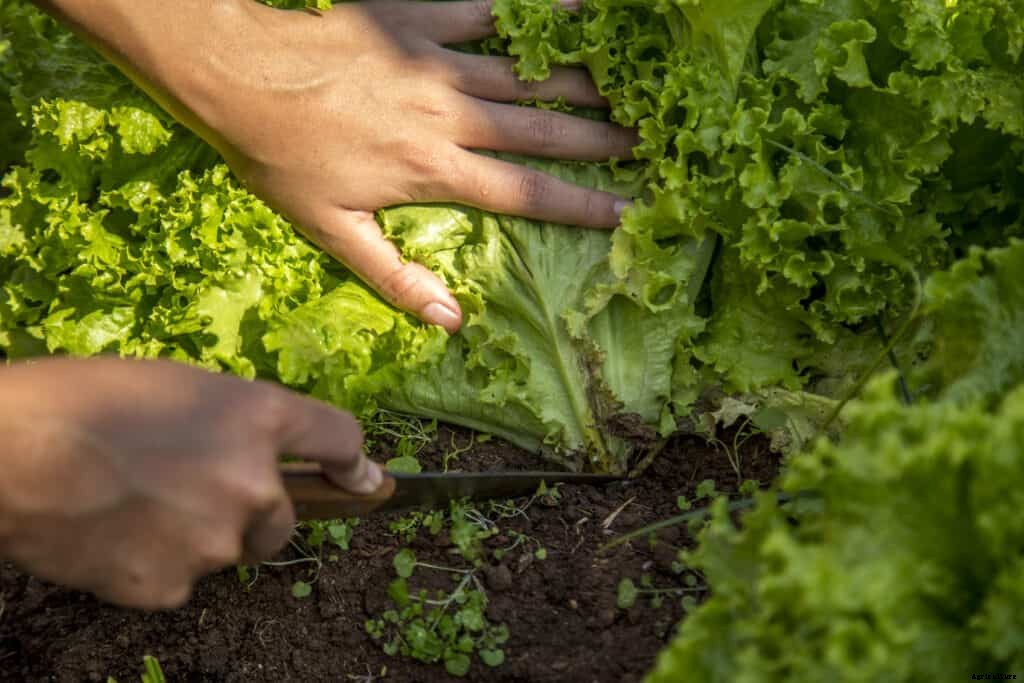 How to Harvest and Store Lettuce