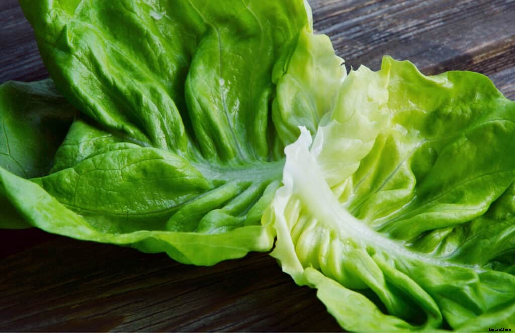 How to Harvest and Store Lettuce