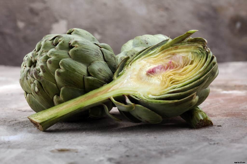 How to Harvest and Store Artichokes