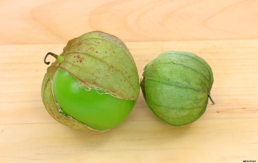 How to Harvest and Store Tomatillos