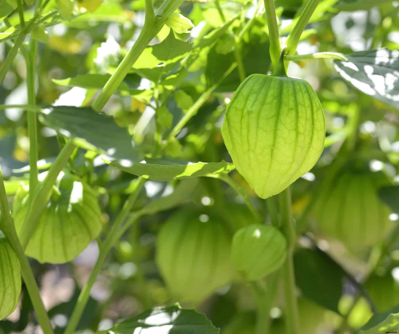 How to Harvest and Store Tomatillos