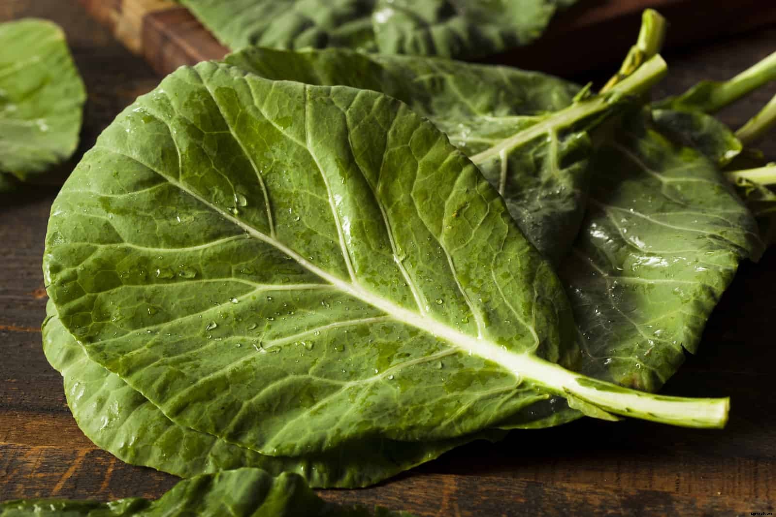 How to Harvest and Store Collards