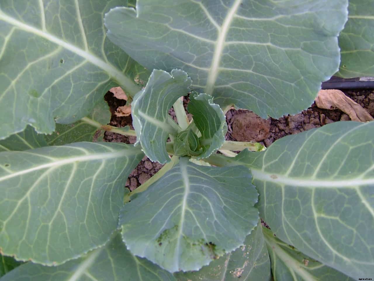 How to Harvest and Store Collards