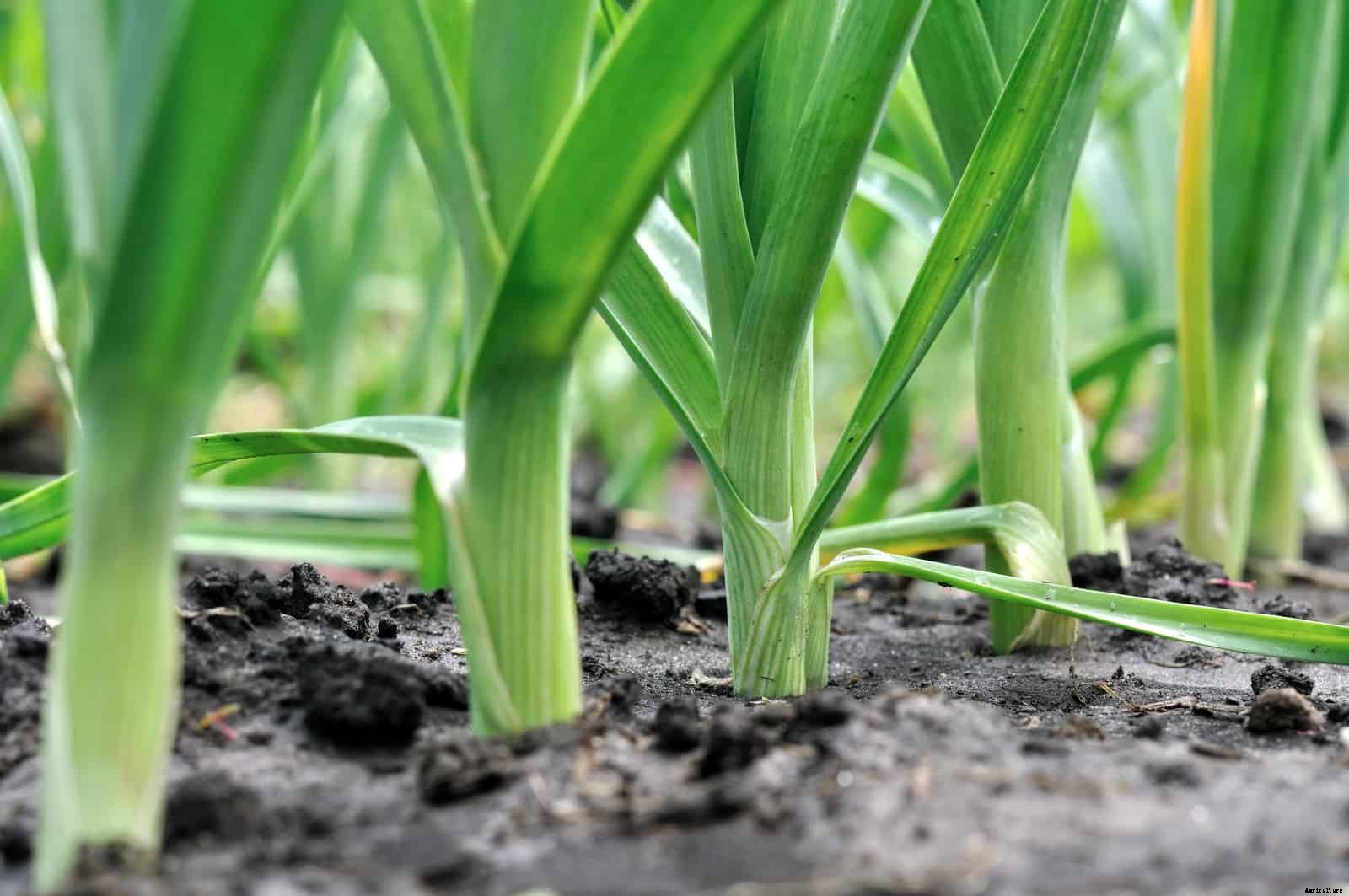 How to Harvest and Store Leeks