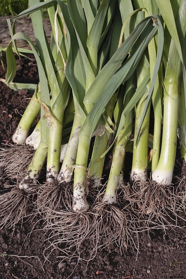 How to Harvest and Store Leeks