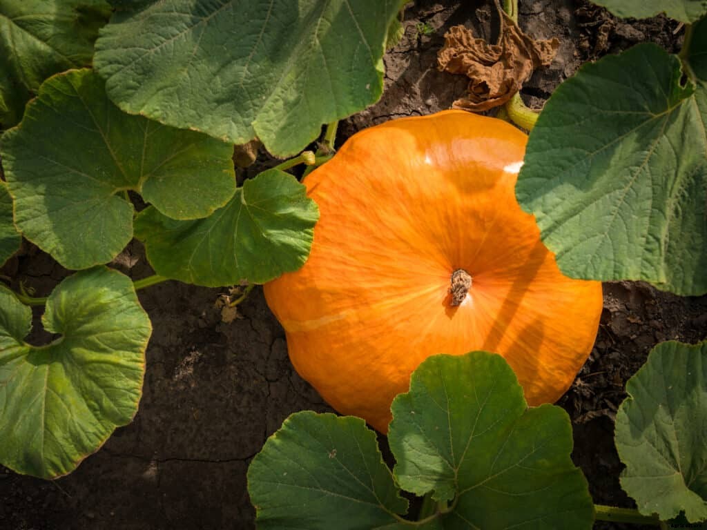 How to Harvest and Store Pumpkins