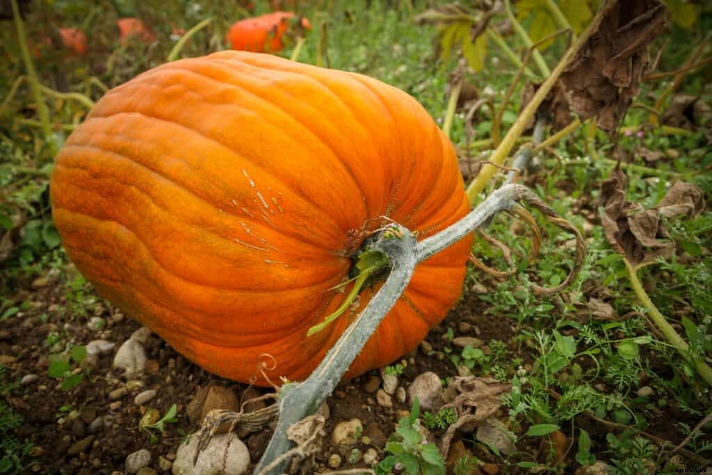 How to Harvest and Store Pumpkins