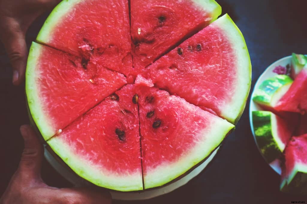 How to Harvest and Store Watermelon