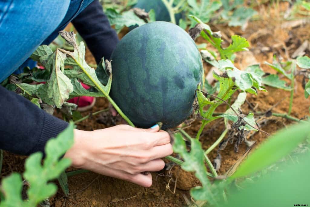 How to Harvest and Store Watermelon