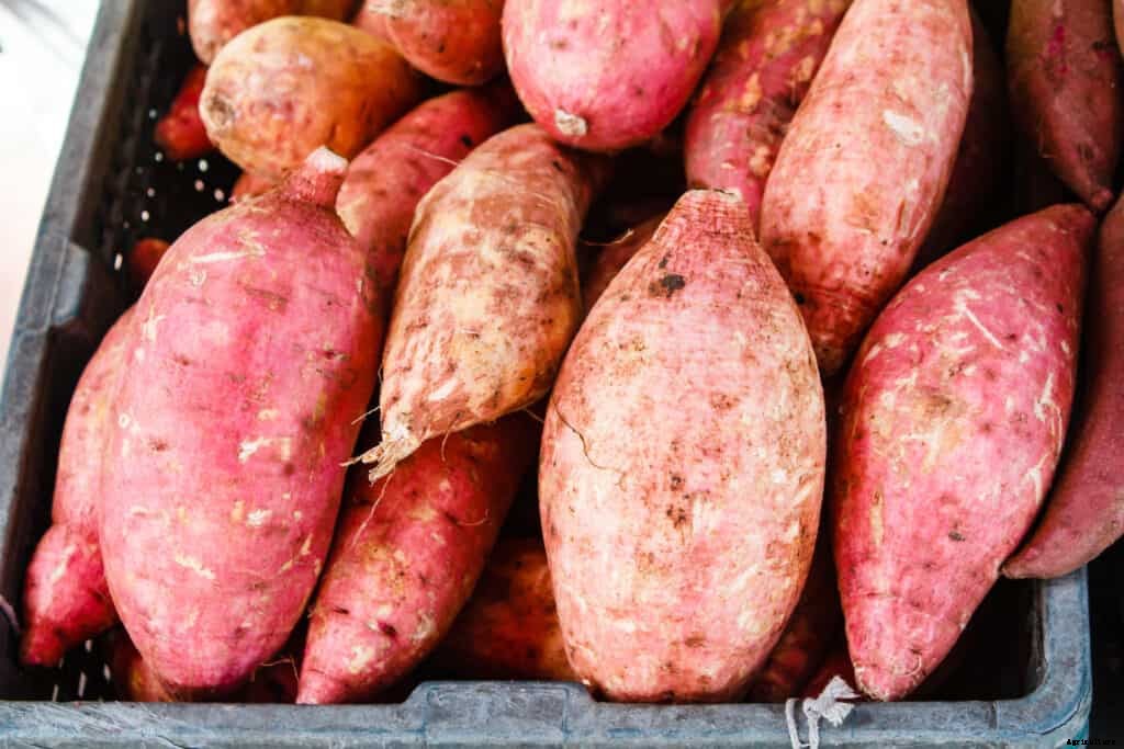 How to Harvest and Store Sweet Potatoes