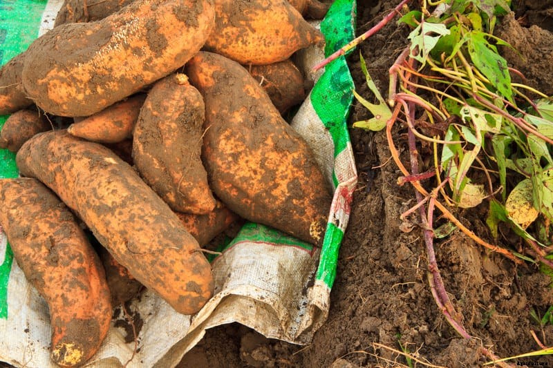How to Harvest and Store Sweet Potatoes