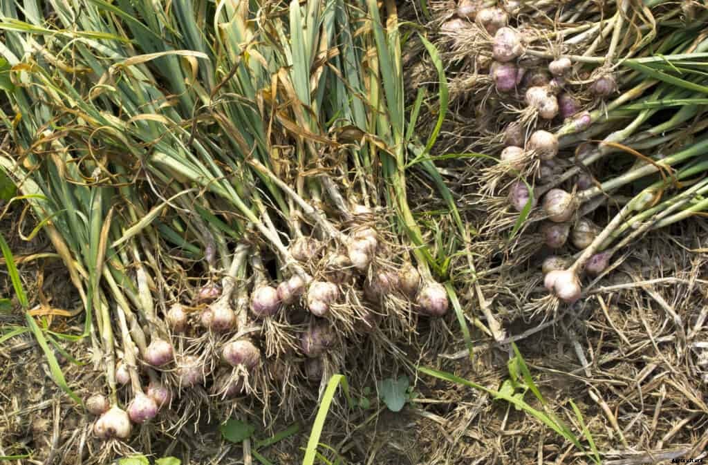 How to Harvest and Store Garlic