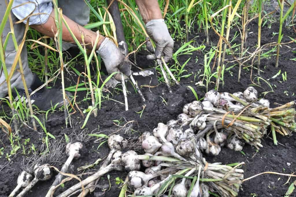 How to Harvest and Store Garlic