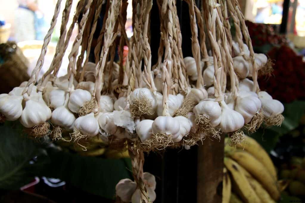 How to Harvest and Store Garlic