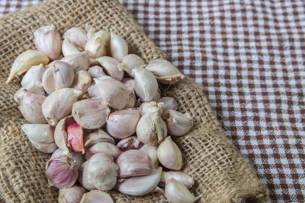 How to Harvest and Store Garlic