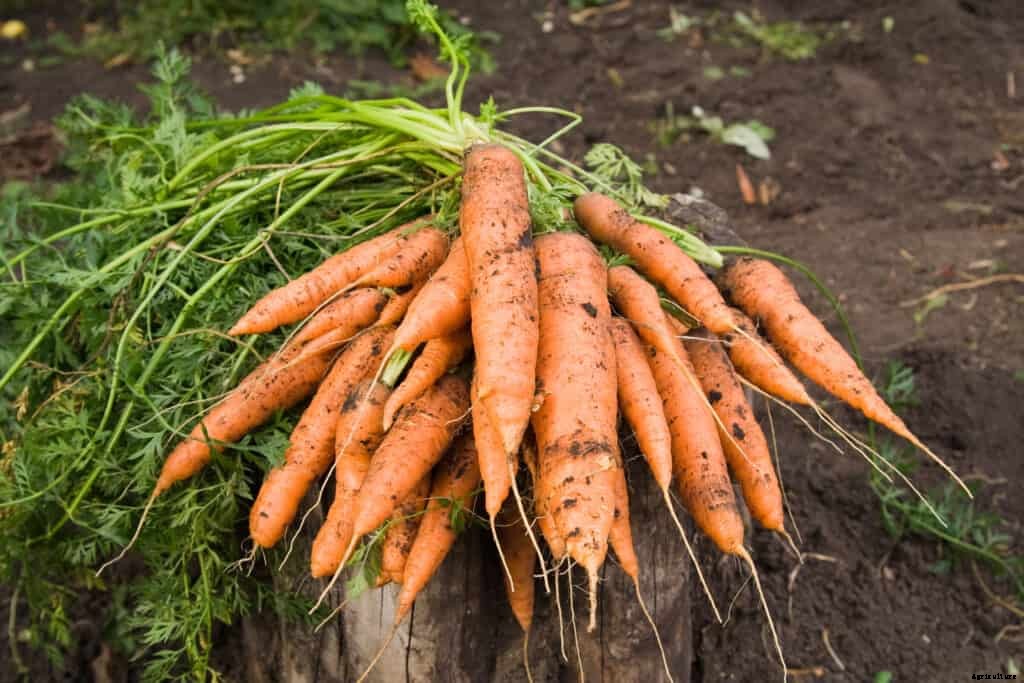 How to Harvest and Store Carrots