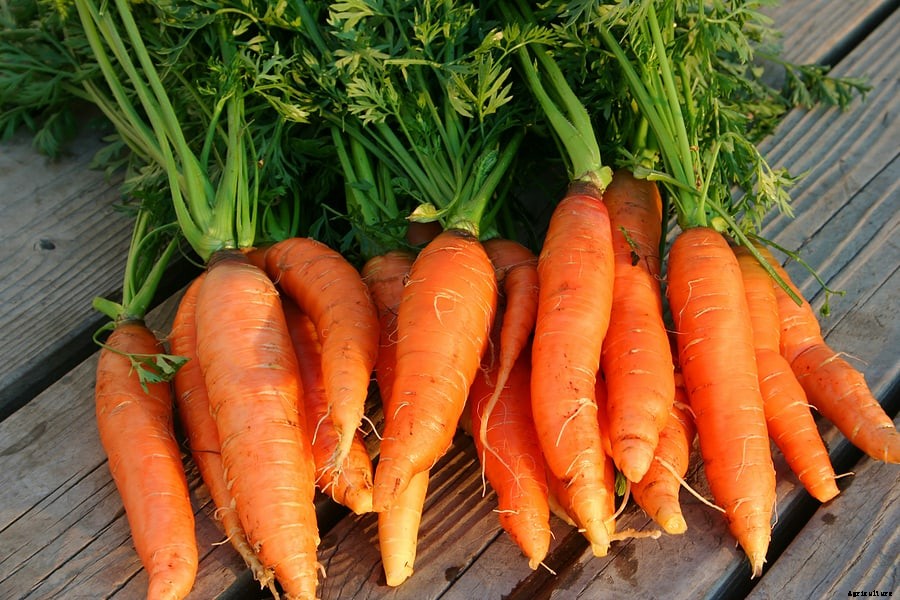 How to Harvest and Store Carrots
