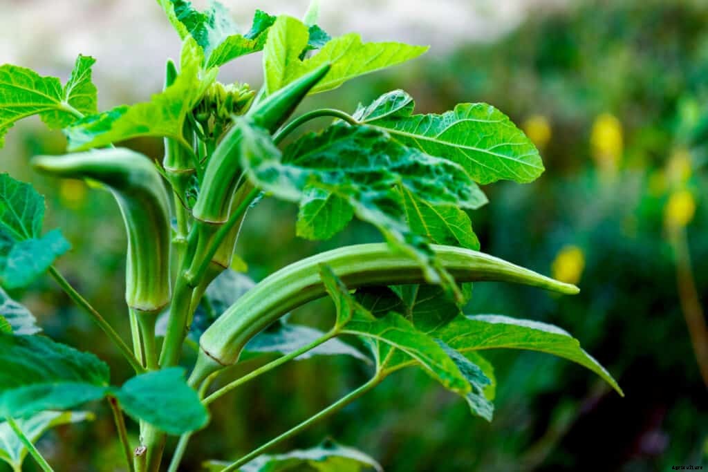 How to Harvest and Store Okra