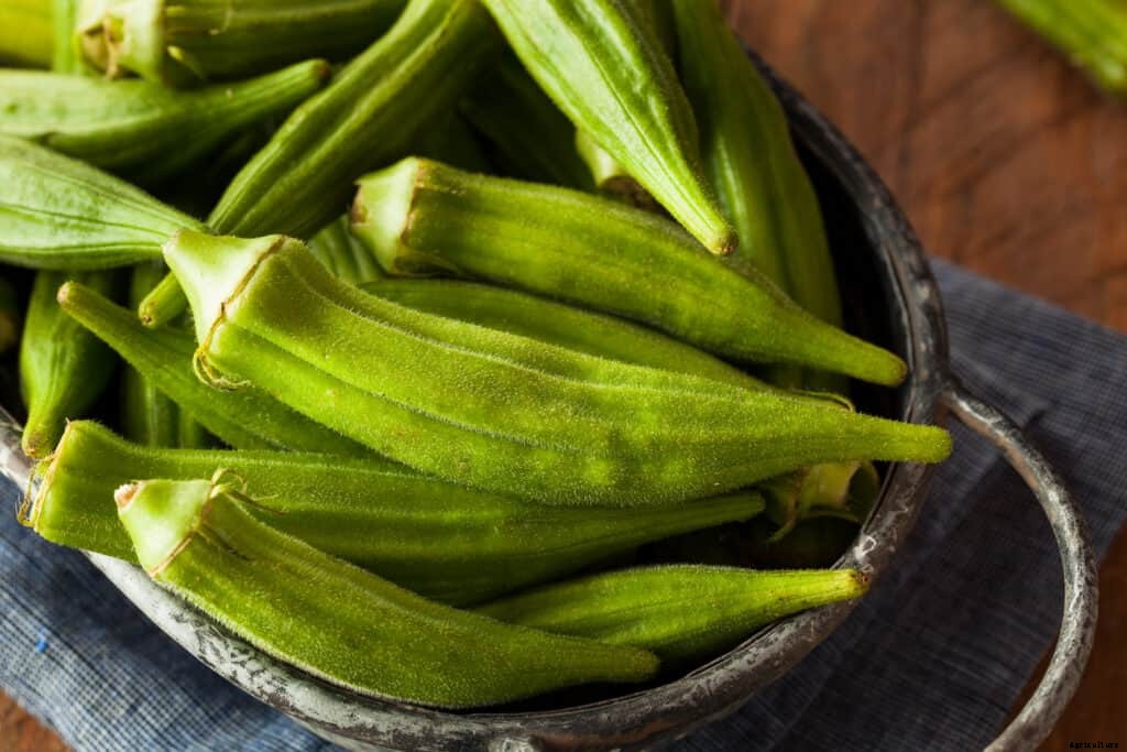 How to Harvest and Store Okra