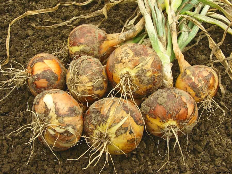 How to Harvest and Store Onions