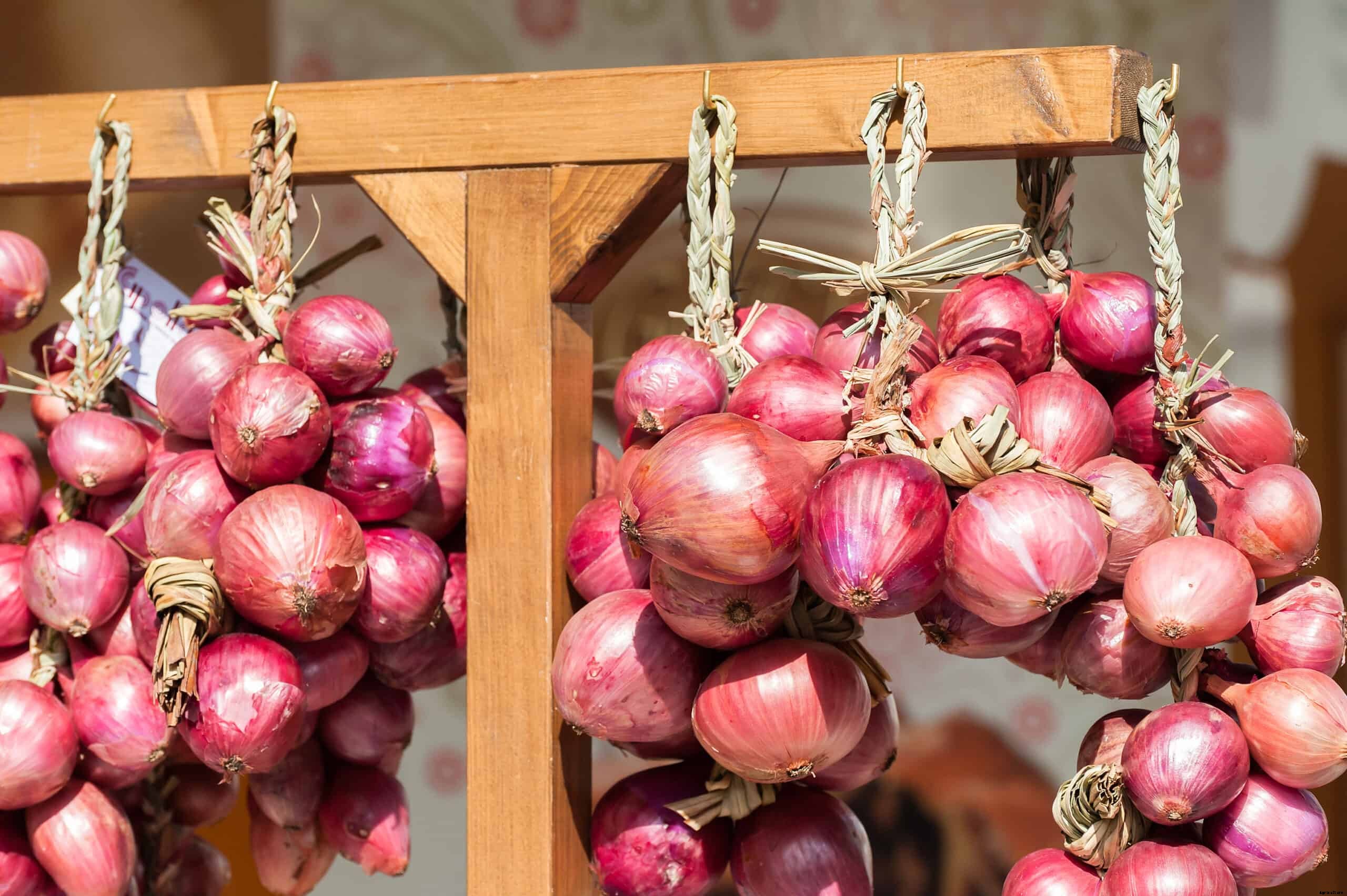 How to Harvest and Store Onions