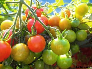 How to Harvest and Store Tomatoes