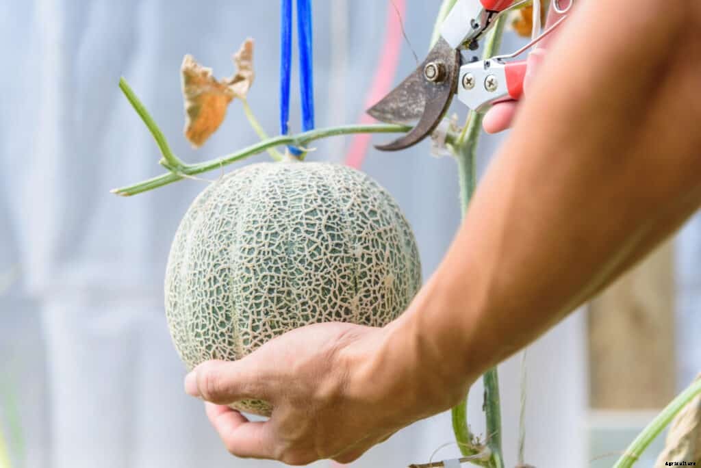 How to Harvest and Store Melons