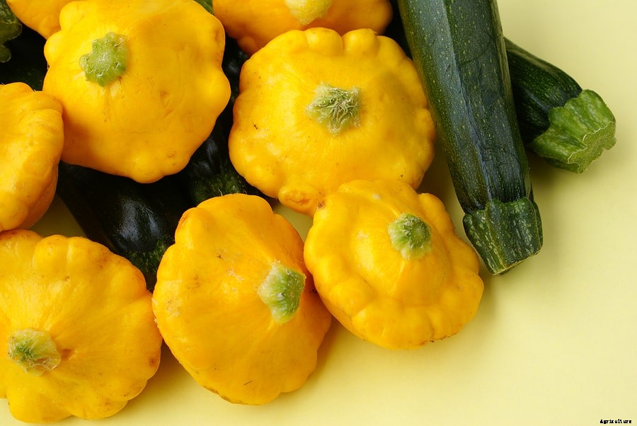 How to Harvest and Store Summer Squash