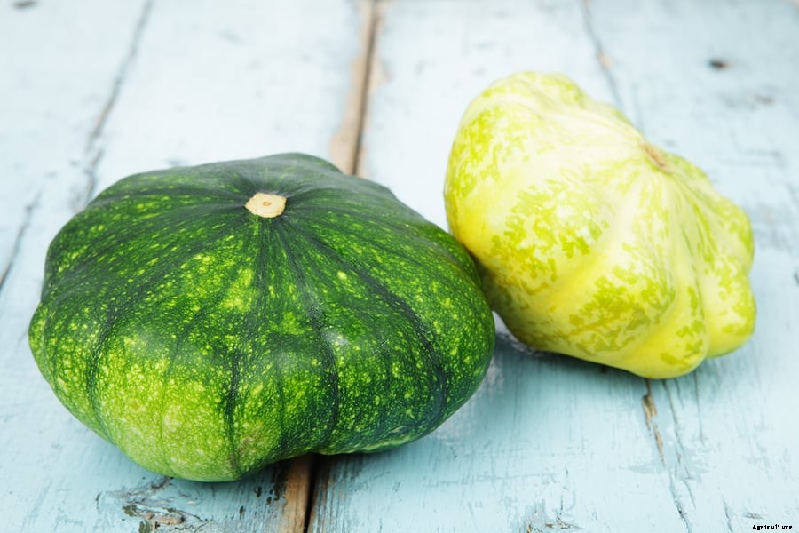 How to Harvest and Store Summer Squash