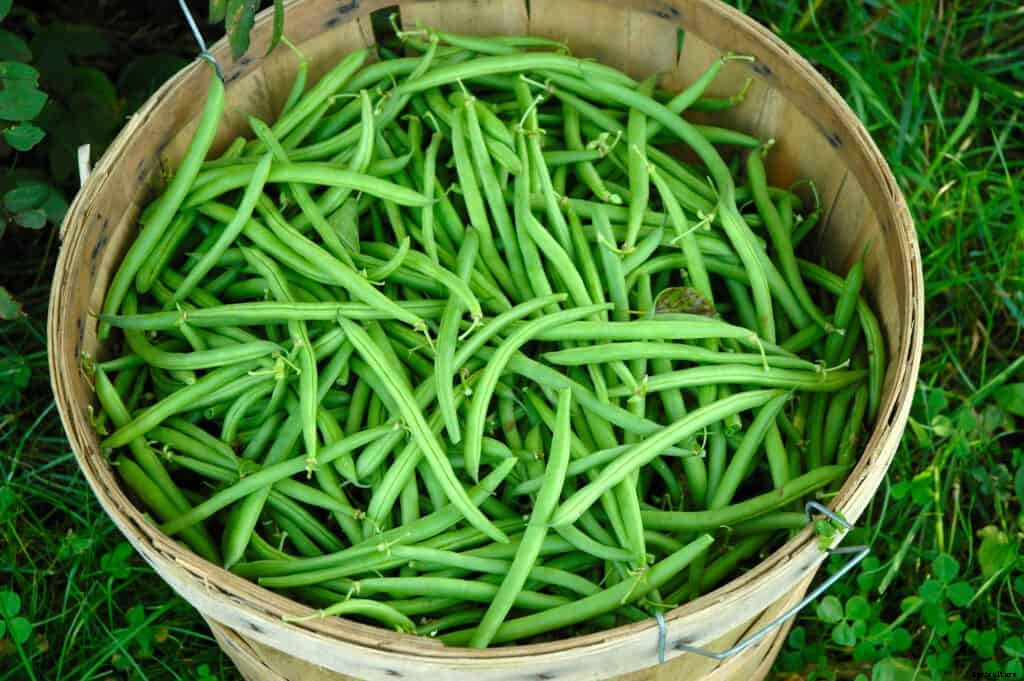 How to Harvest and Store Snap Beans