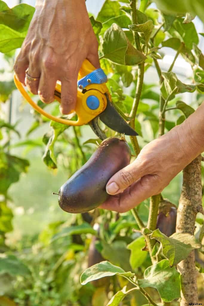 How to Harvest and Store Eggplants