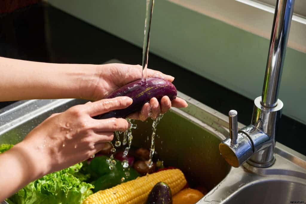 How to Harvest and Store Eggplants