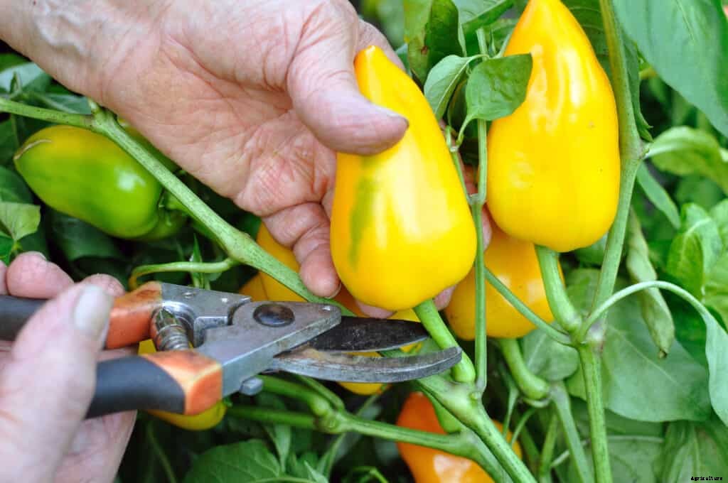How to Harvest and Store Peppers