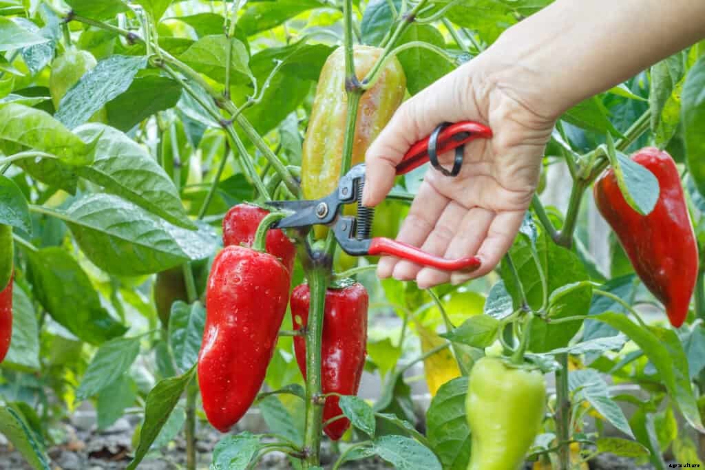 How to Harvest and Store Peppers