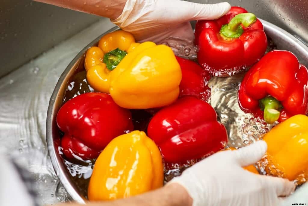 How to Harvest and Store Peppers