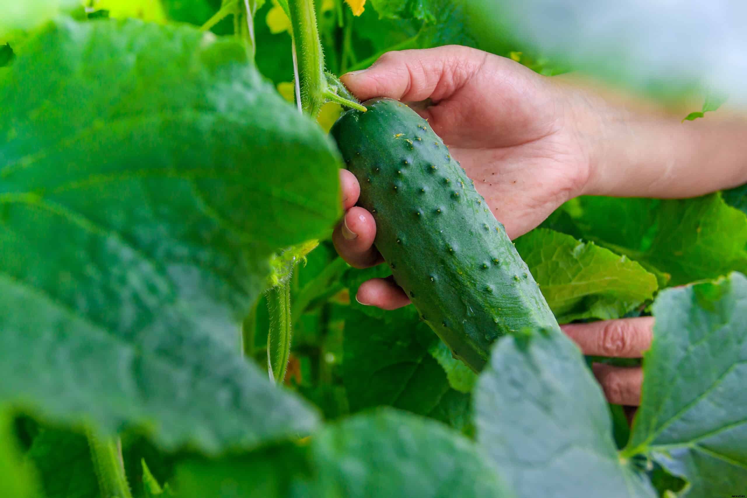 How to Harvest and Store Cucumbers
