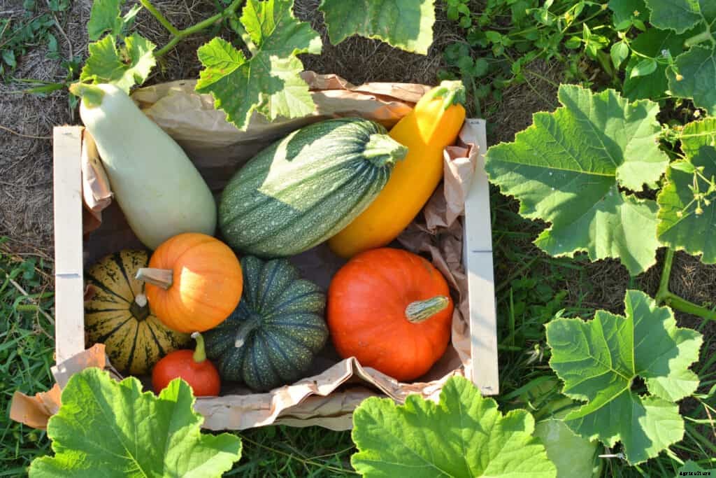 How to Store Harvest, Cure, and Store Winter Squash