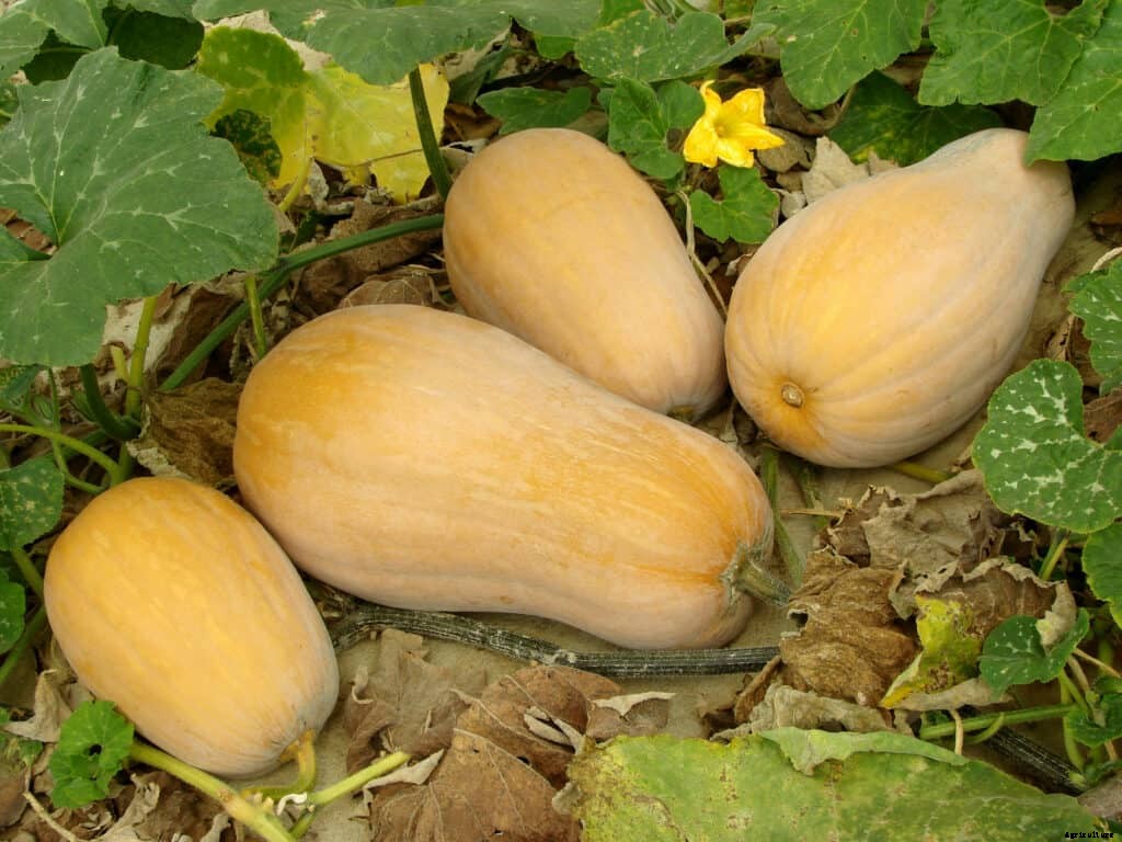 How to Store Harvest, Cure, and Store Winter Squash